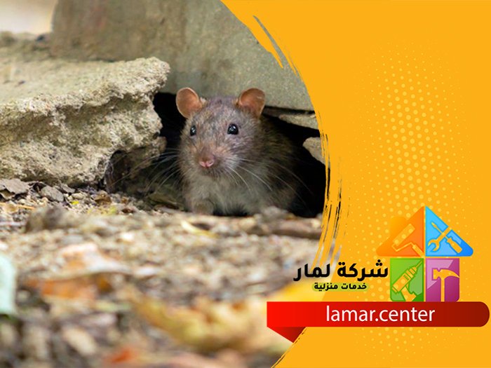 شركة مكافحة الفئران بالخبر 3 شركة مكافحة الفئران بالخبر