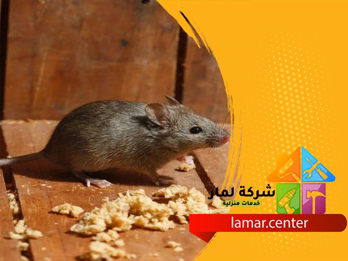 شركة مكافحة الفئران بالخبر 4 شركة مكافحة الفئران بالخبر