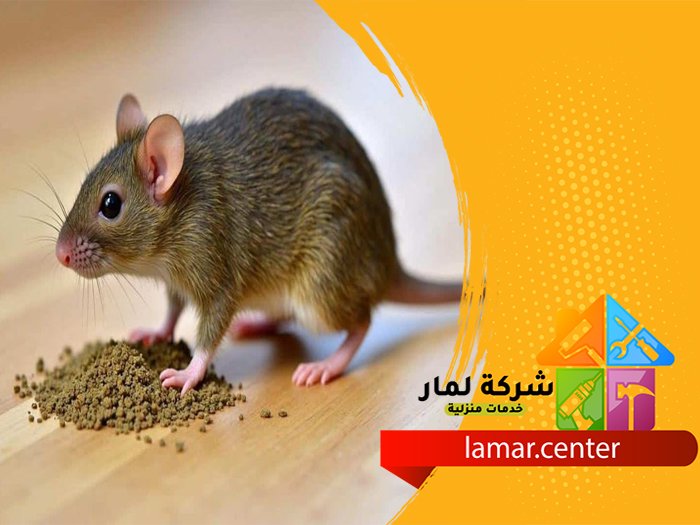 شركة مكافحة الفئران بالخبر 5 شركة مكافحة الفئران بالخبر